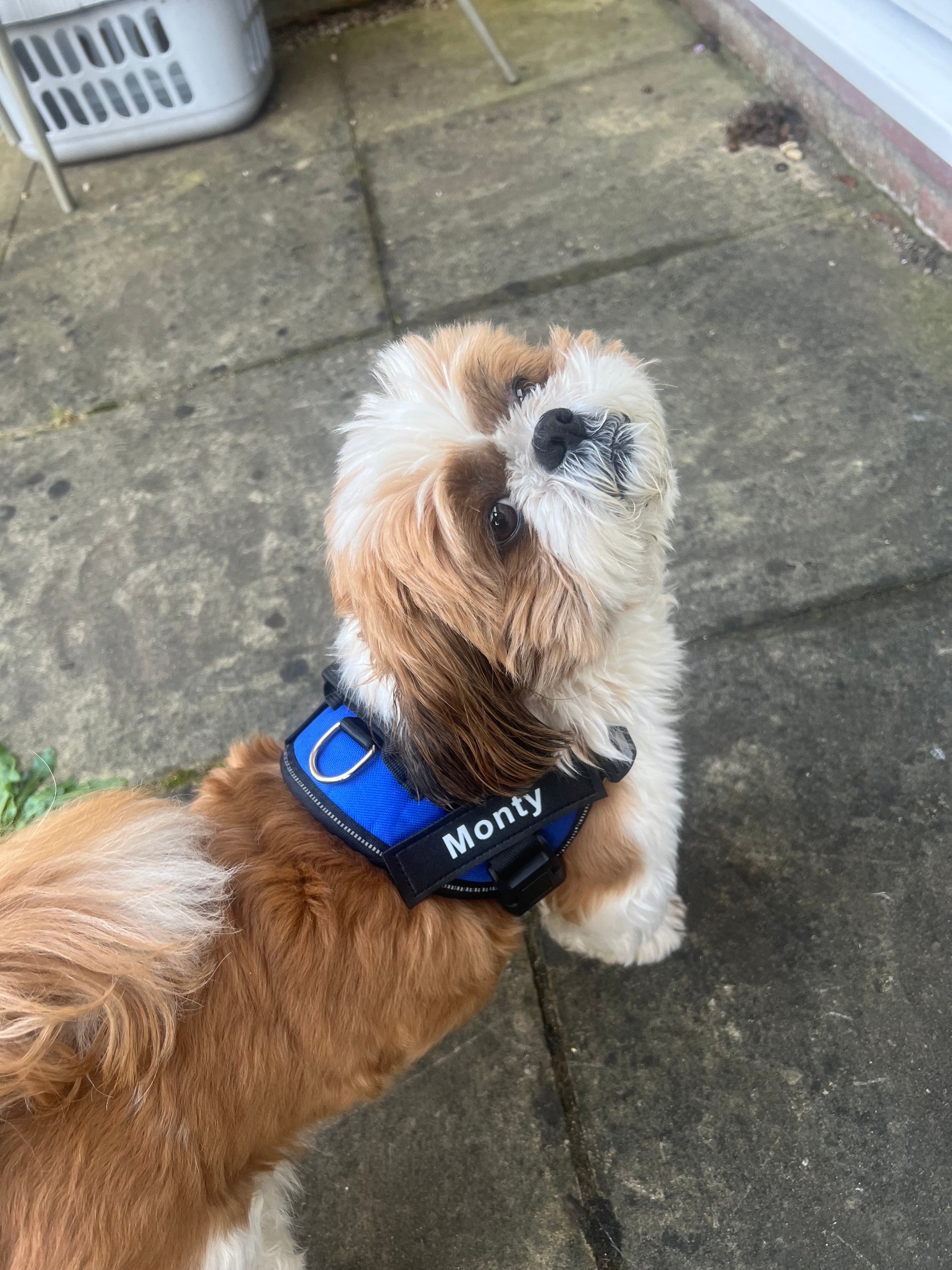Personalised Dog Harness