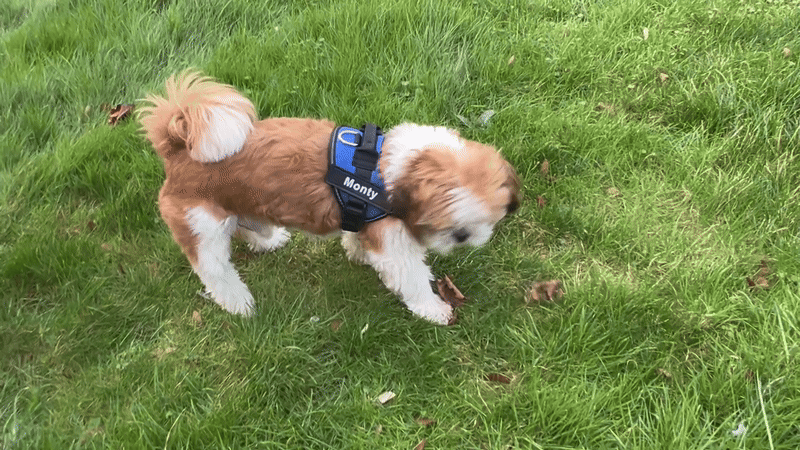 Personalised Dog Harness