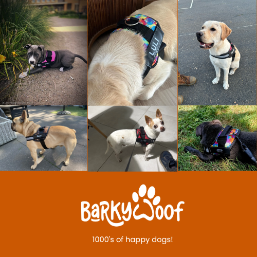 Personalised Dog Harness